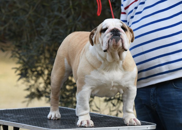 Publication : Di Vendra Nera Auteur : DI VENDRA NERA BULLDOG ANGLAIS