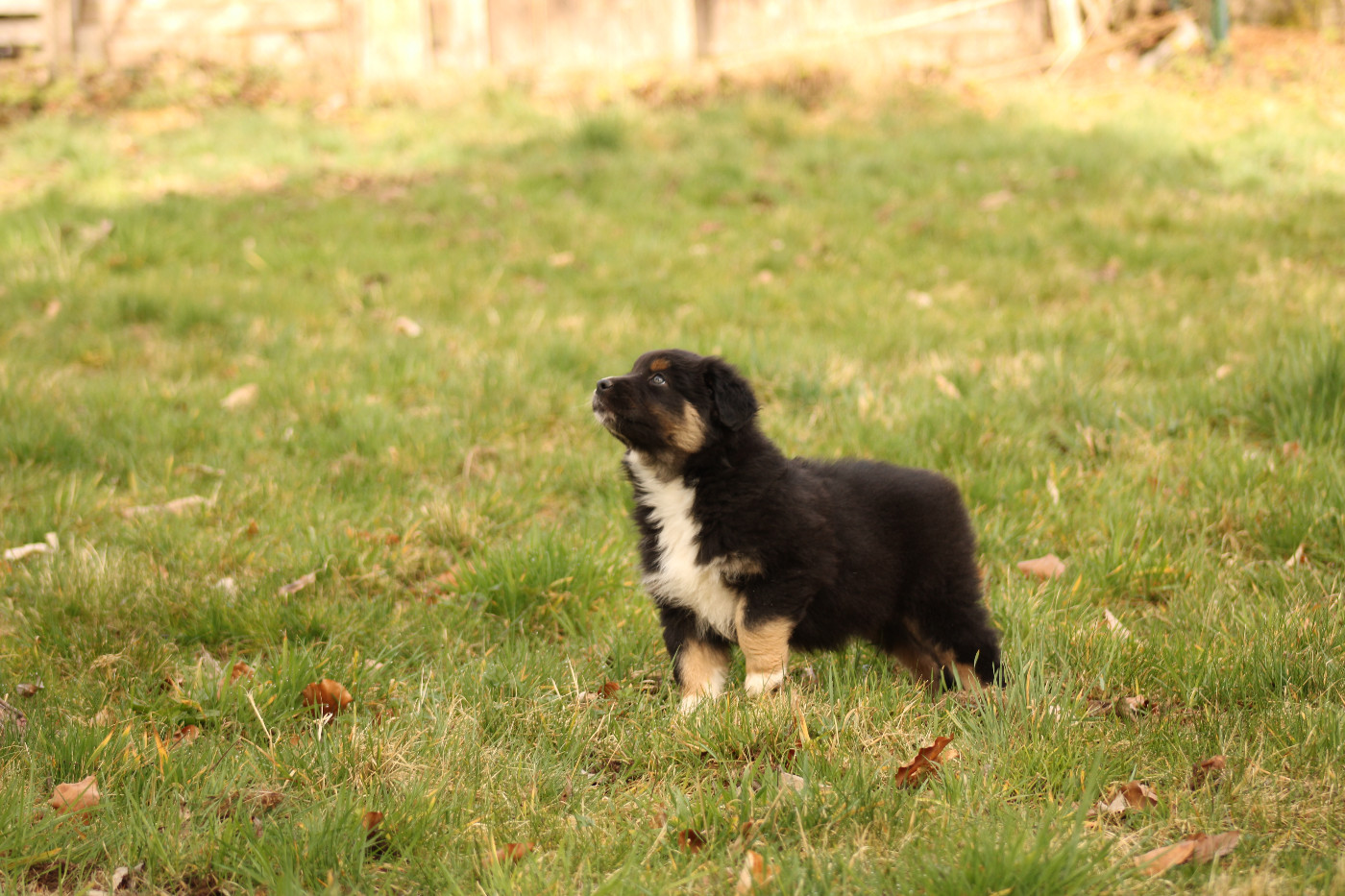 Publication : Des Chemins de Saint François 