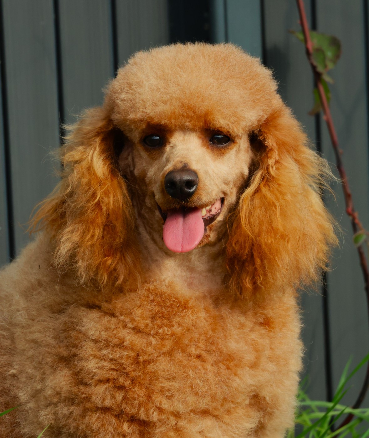 Publication : Fabien de jye Auteur : La Praslaysienne