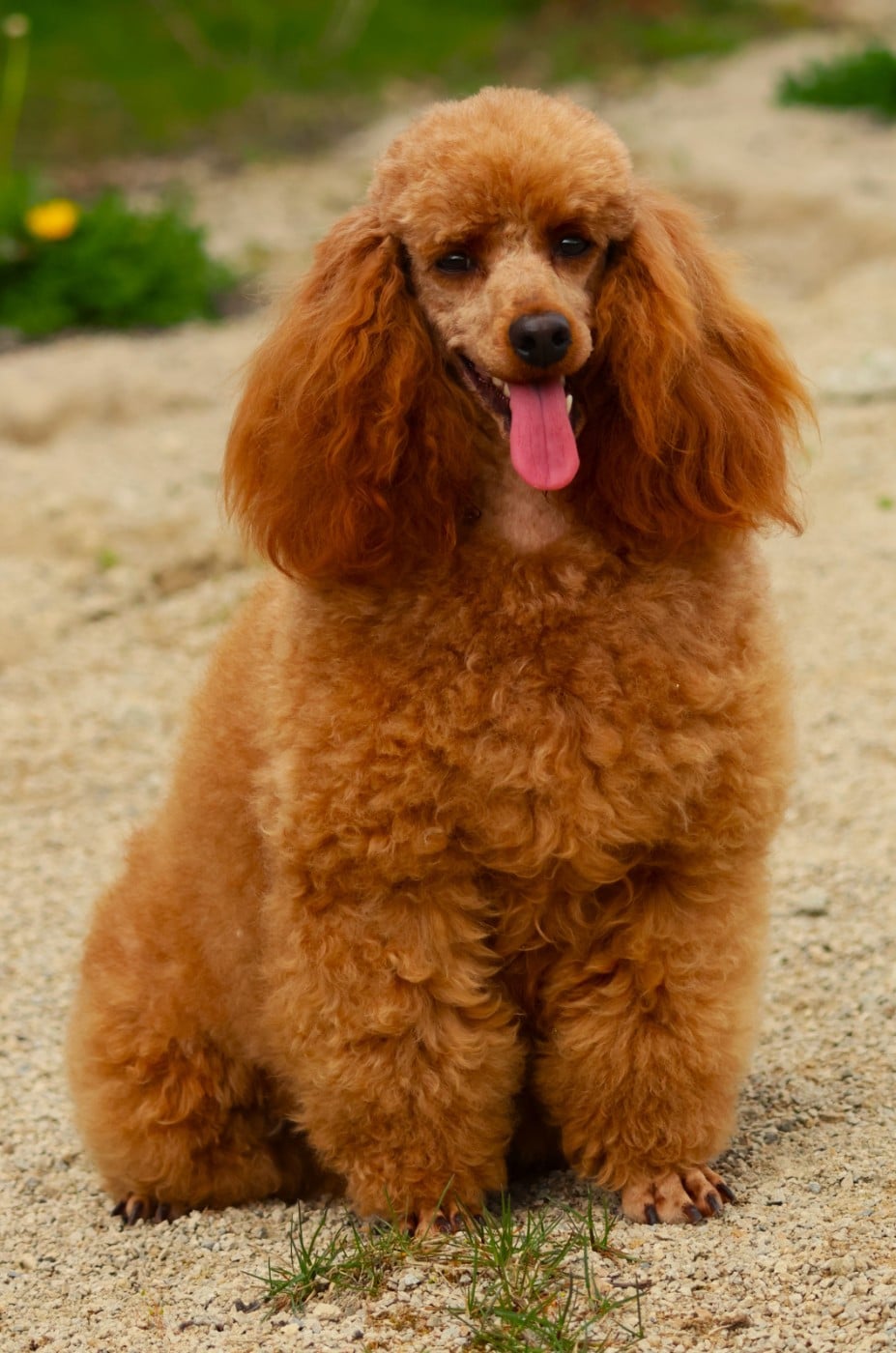 Publication : Fabien de jye