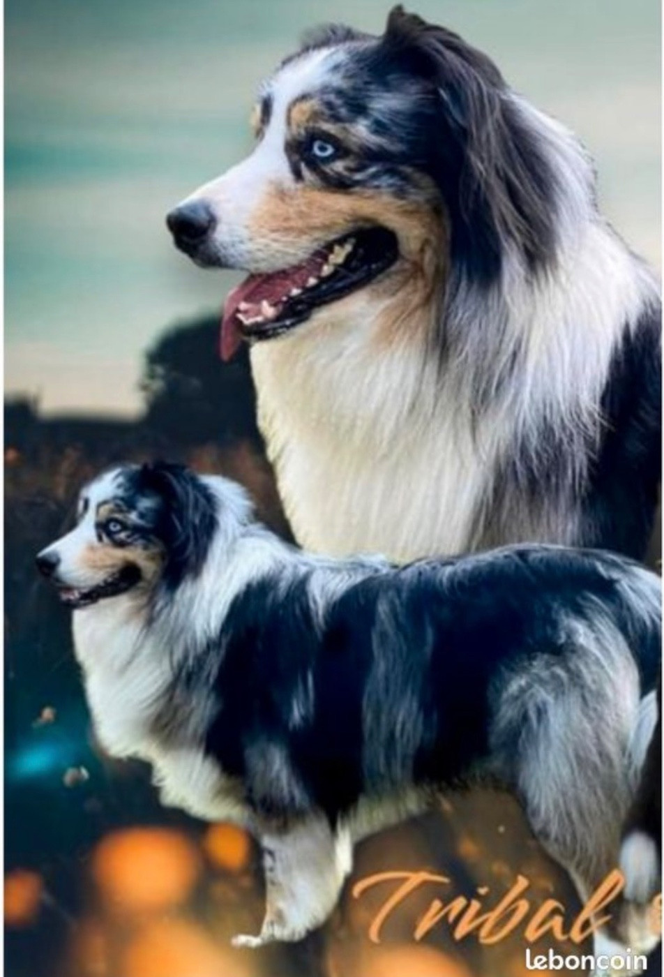 Publication : de la vigne des opalheras Auteur : GUERVENOU