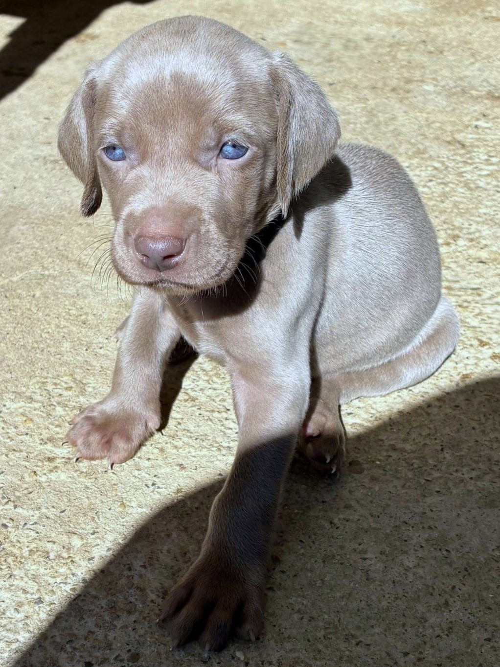 Publication : Des Guerriers De Gueule 