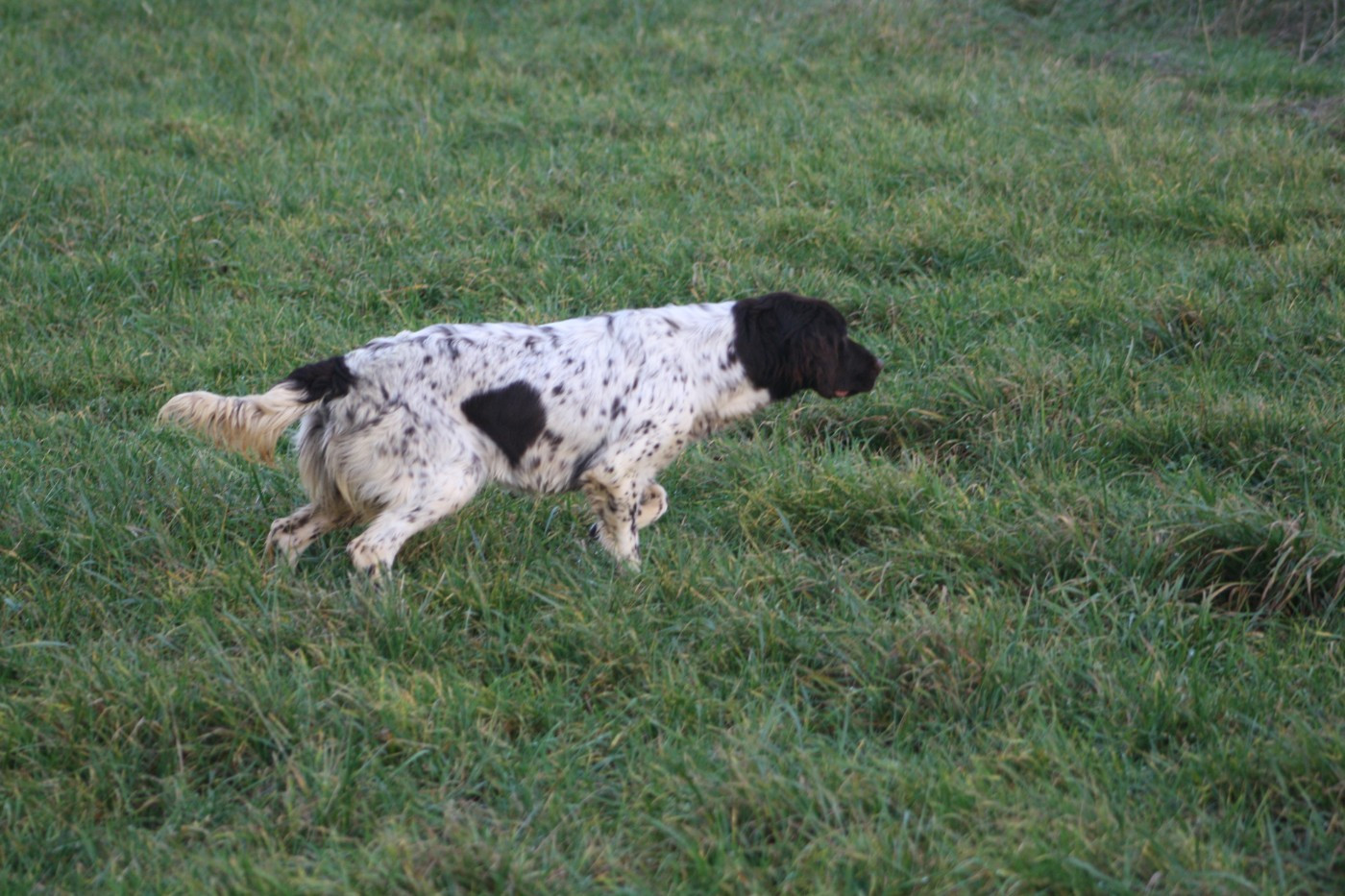 Publication : de Rocancourt 