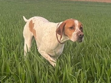 Publication : De L'auge Des Sabotiers 