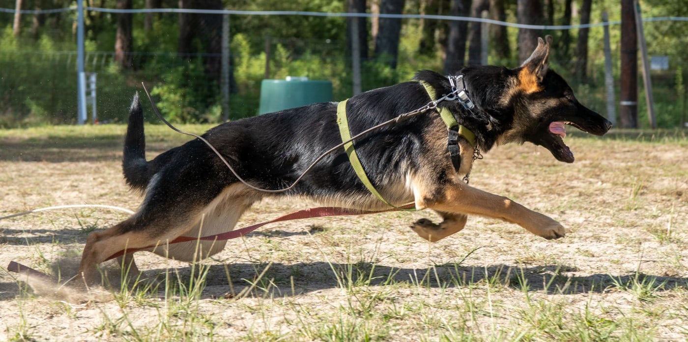 Publication : Euskal herria izarra 