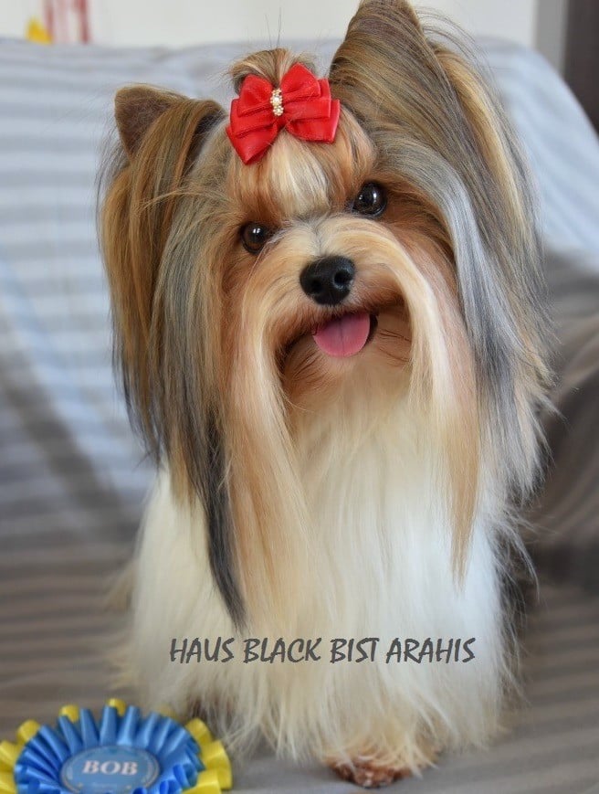 CH. Arahis haus black bist