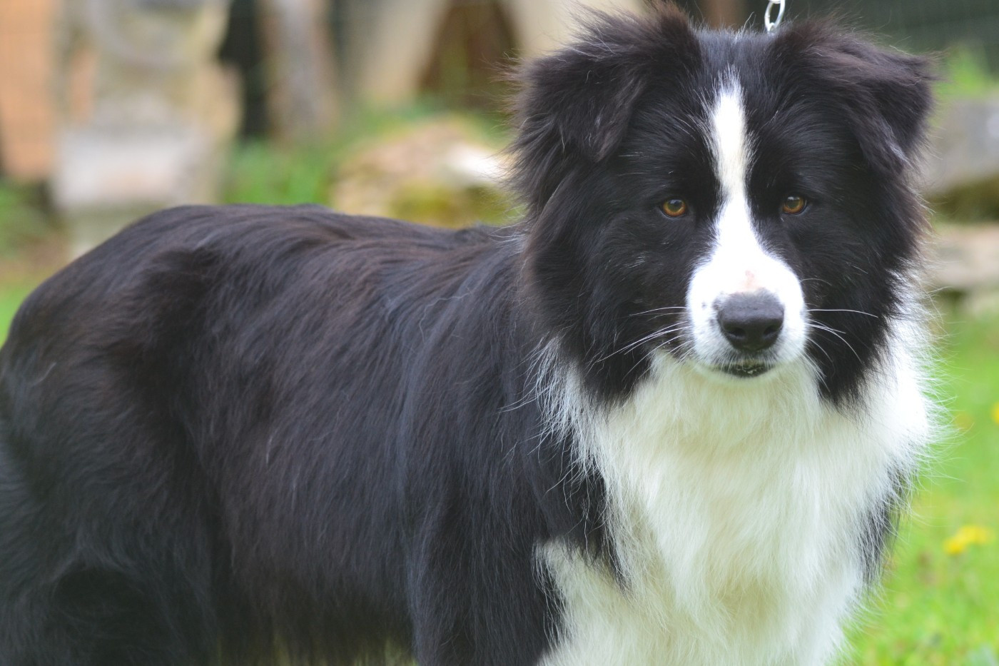 Publication : De La Colline d'Ans 