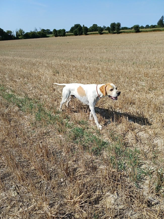 Publication : De L'auge Des Sabotiers 