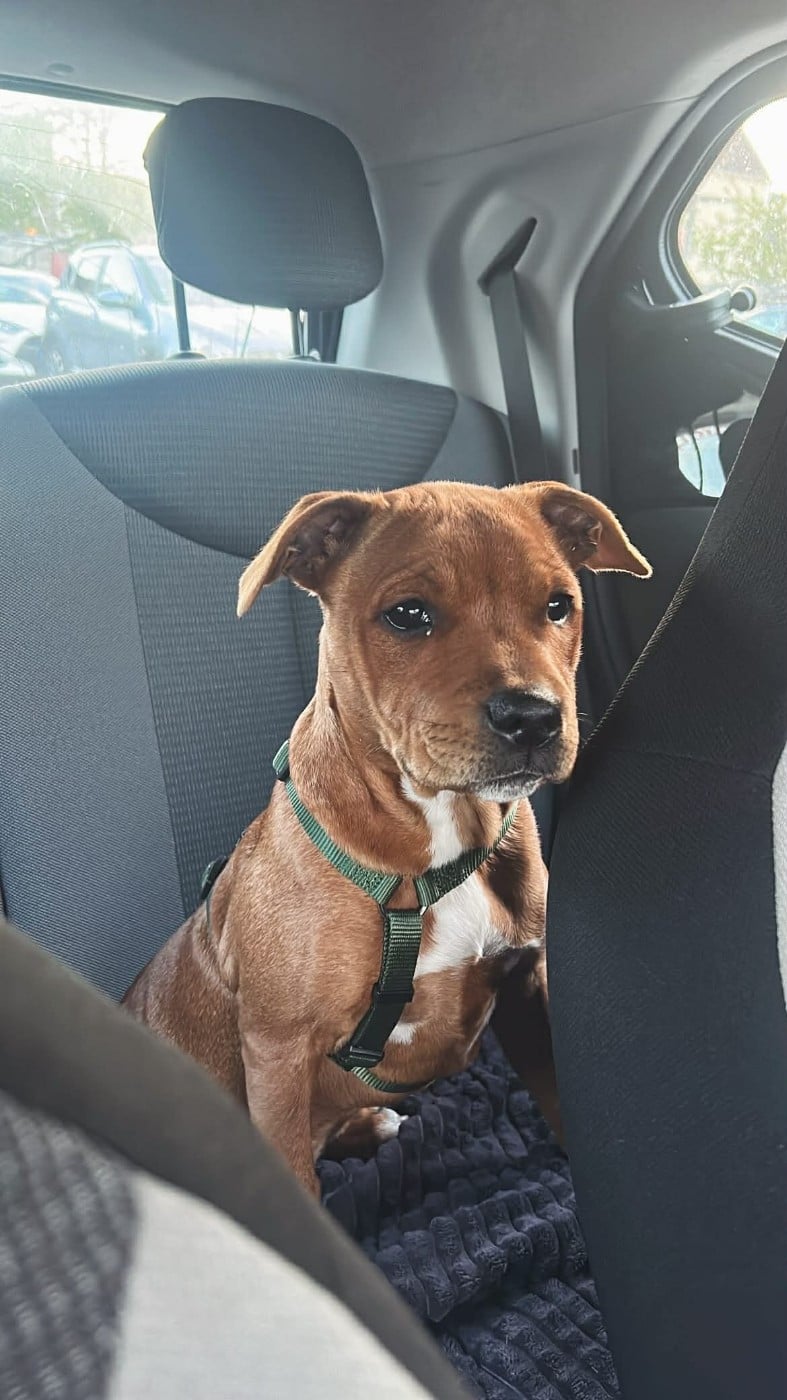 Publication : El'Solperro 