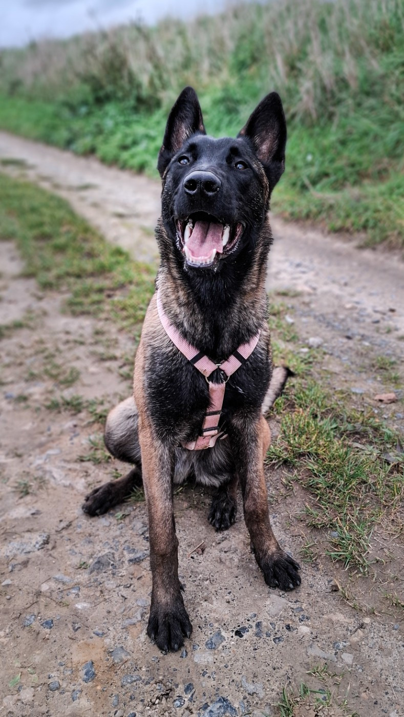 Publication : Des Crocs D'Oska 