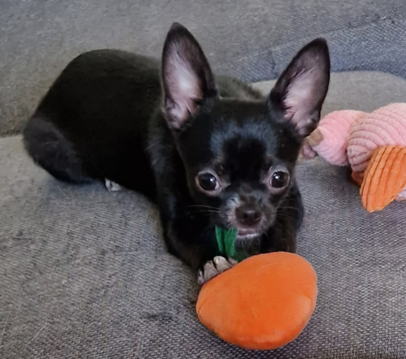 Publication : du Secret d'Urtis 