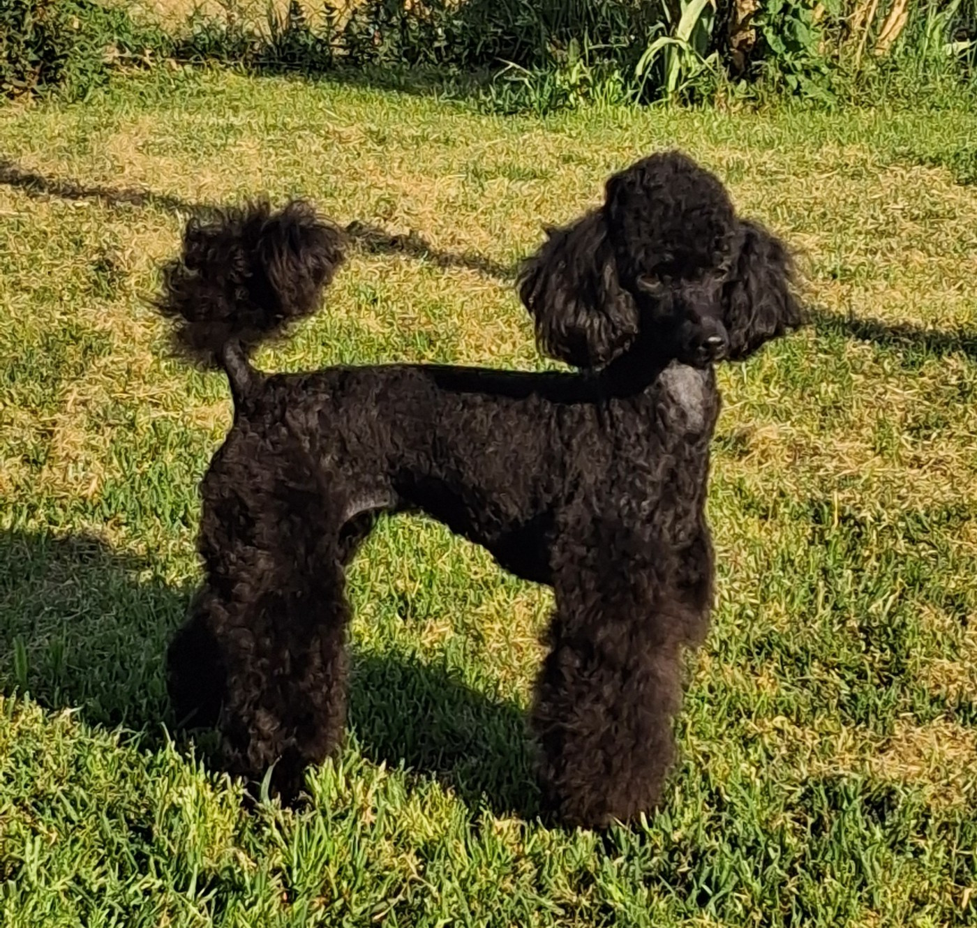 Publication : à l'Ombre des Magnolias 