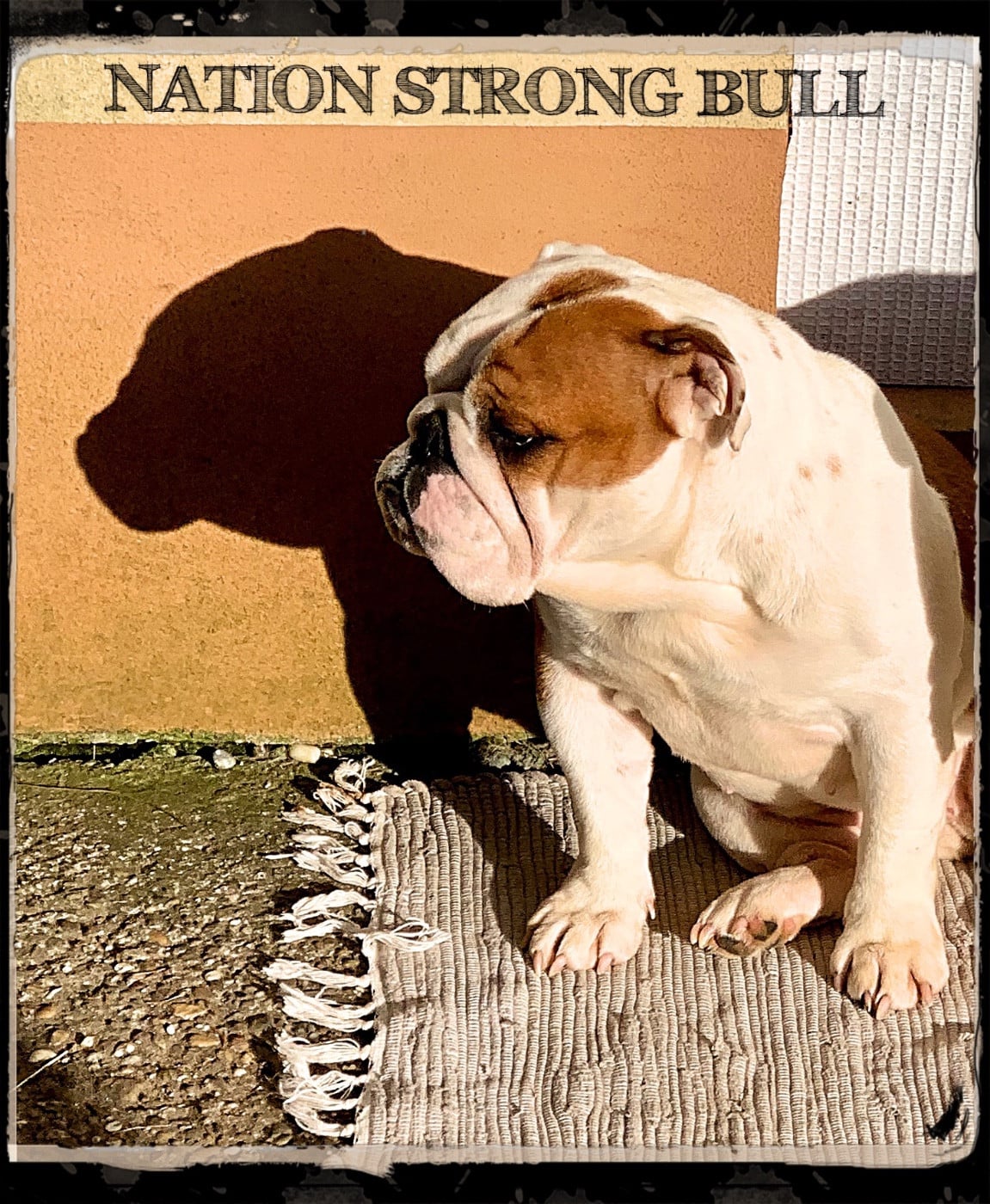 Nation Strong Bull N rising Star