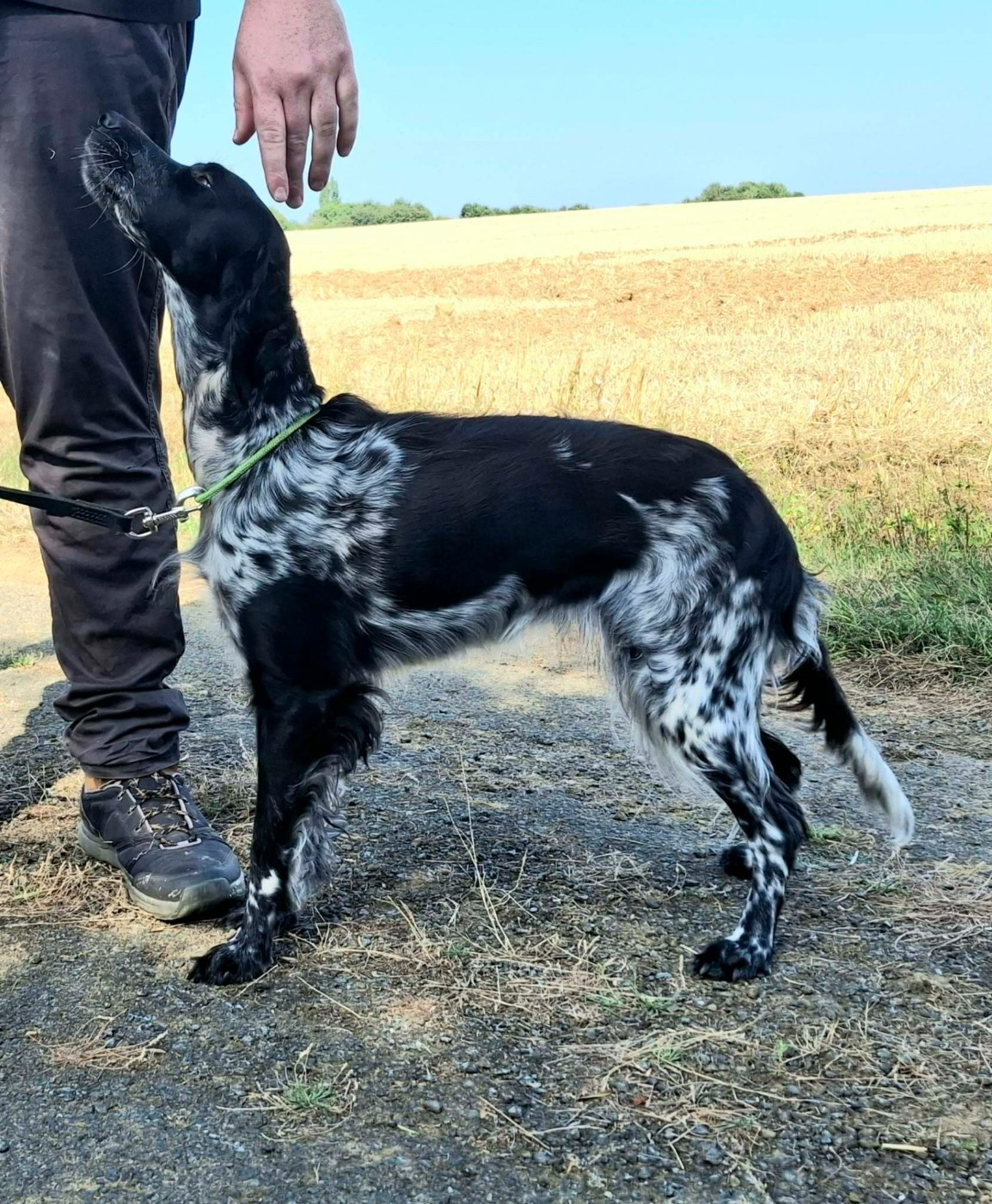 Publication : Des Bois de Nikita 