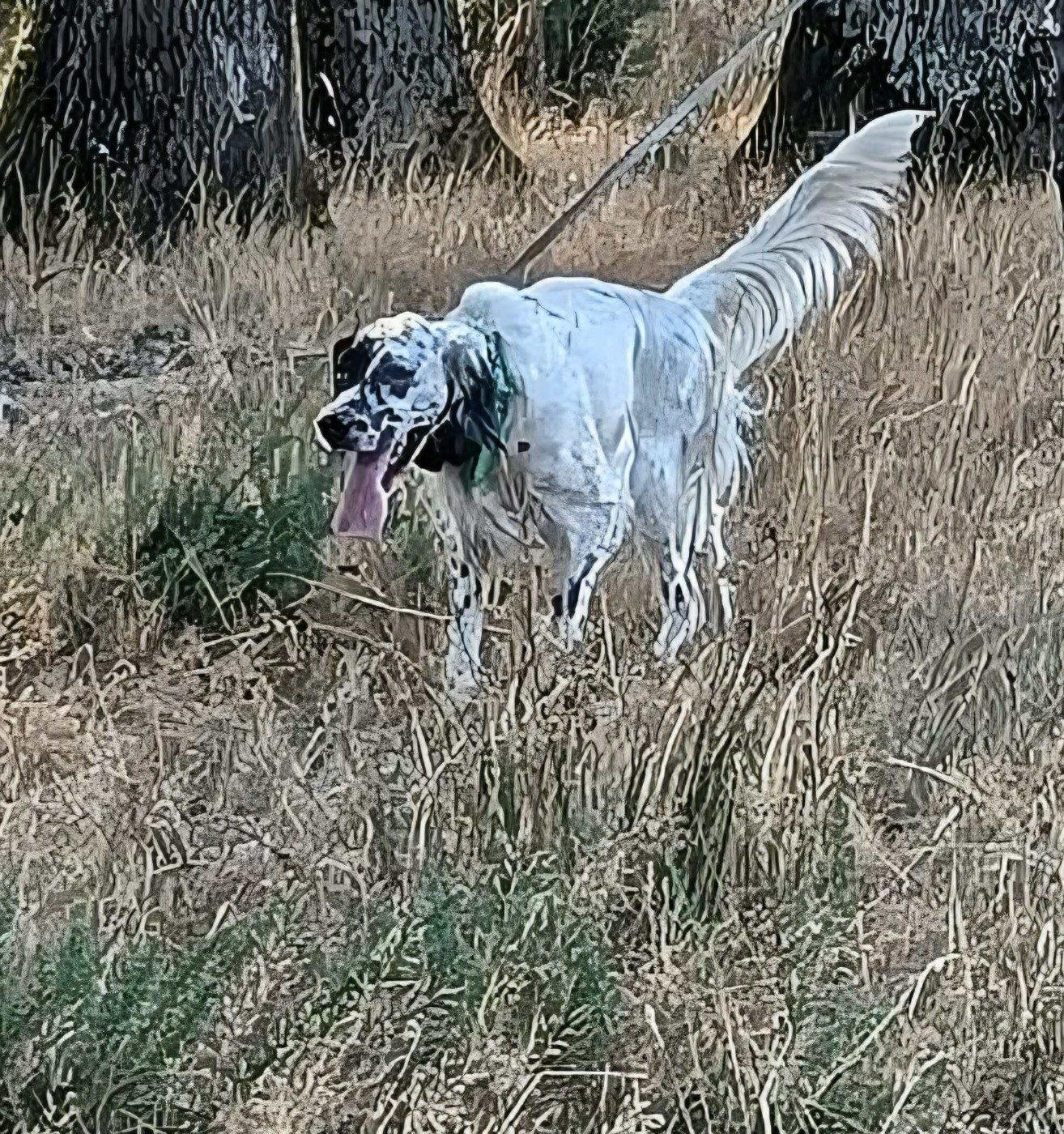 Publication : Des Bois de Nikita 