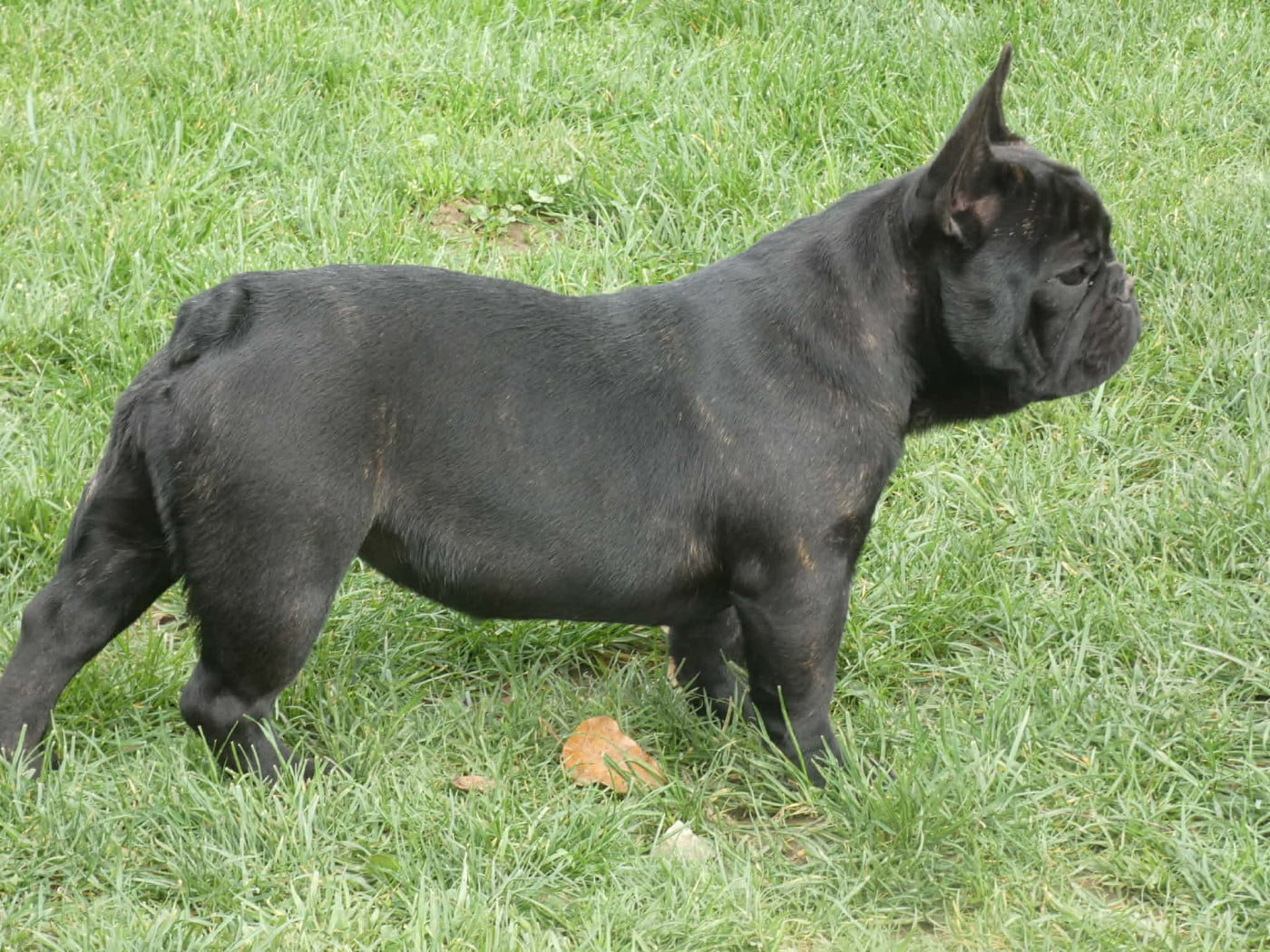 Publication : De La Longère Du Geai Normand 