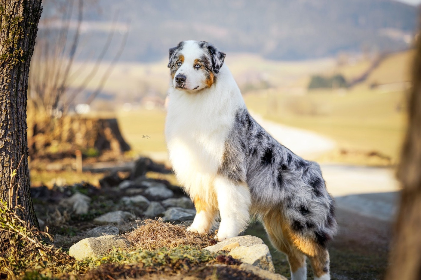 Publication : De La Tour Brune Auteur : Philipp Harrer