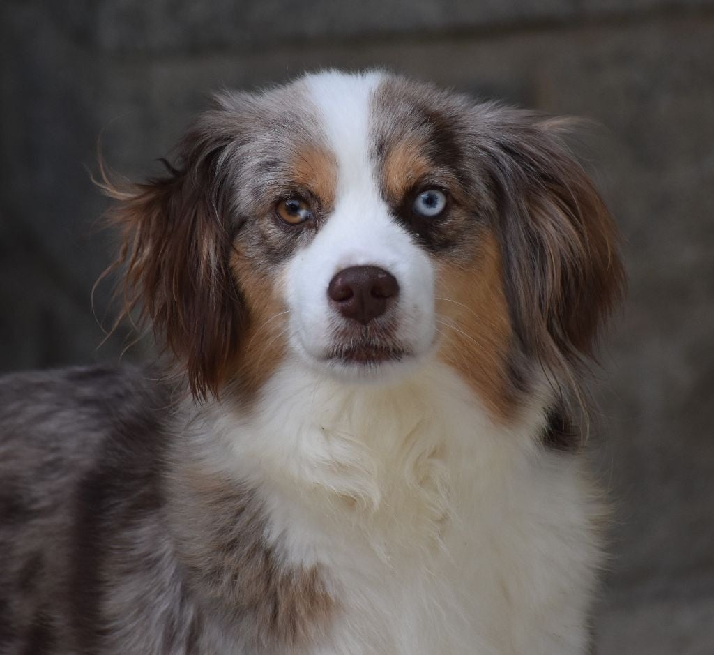 Publication : Des Montagnes Argentées 