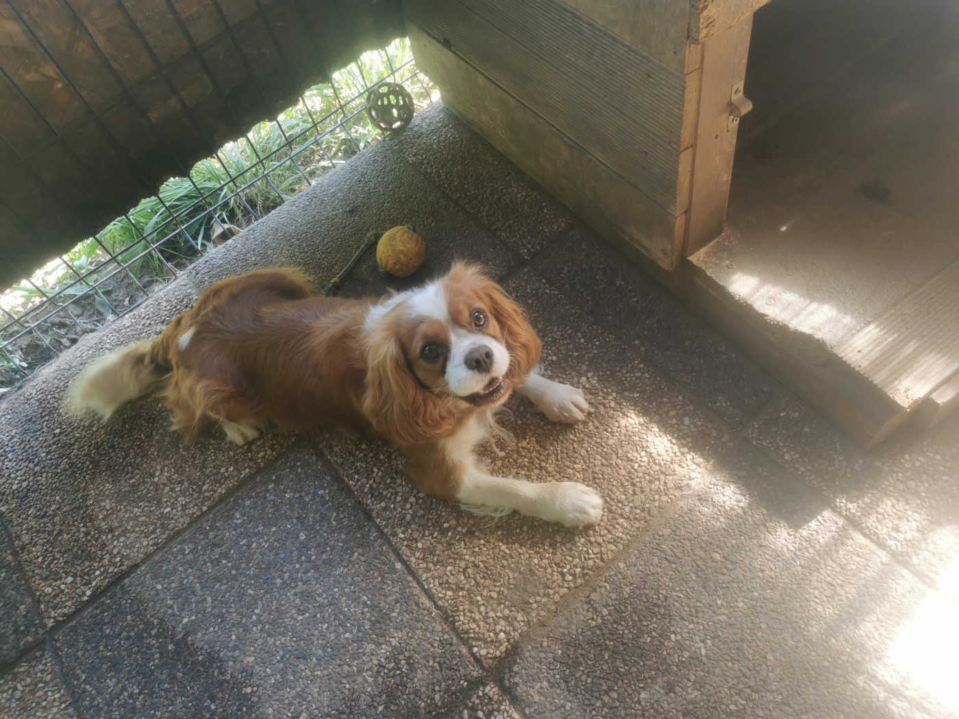 Publication : Les Rondoudoux De L'Ile Aux Rêves Bleu 