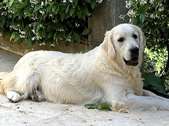 Publication : du Sarmizegetusa Regia 