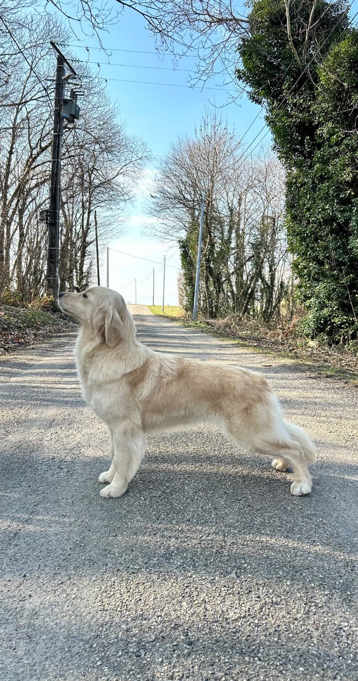 Publication : D’Un Rêve à Quatre Pattes 