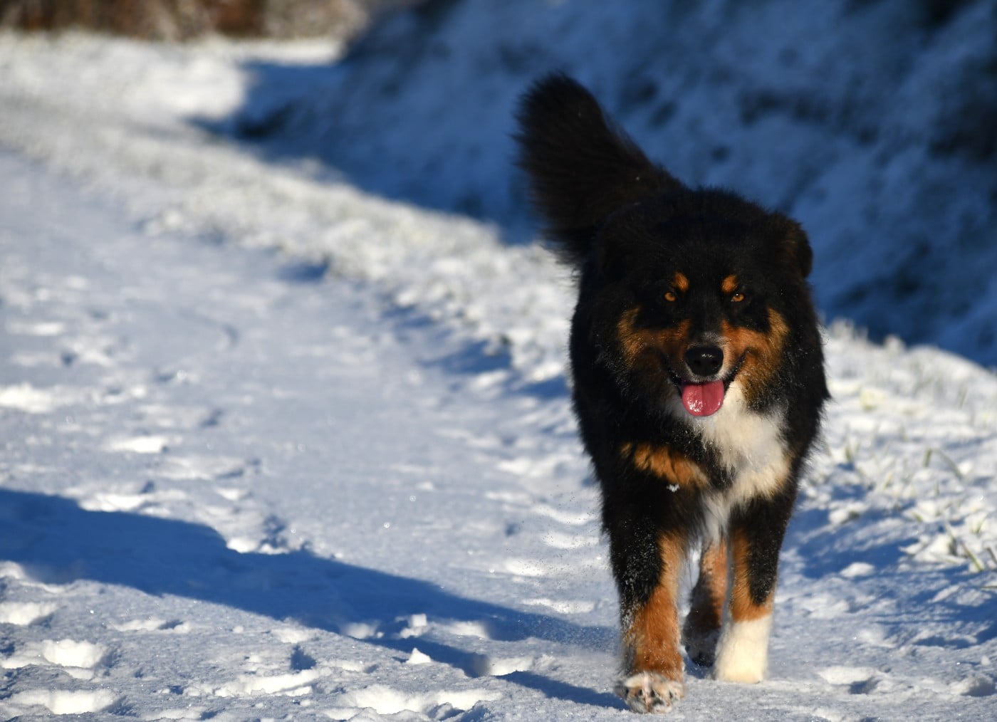 Uchiwa Sarada Black Du Paradis Sauvage De Menestruel