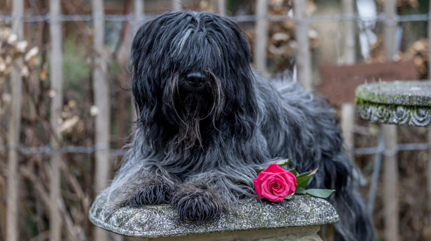 Publication : Royal Balin's Auteur : N.BOURGEOIS