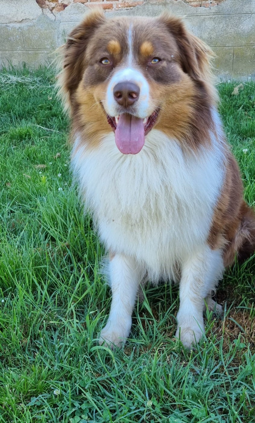 Publication : du Domaine des Australiens Auteur : Allison Betend