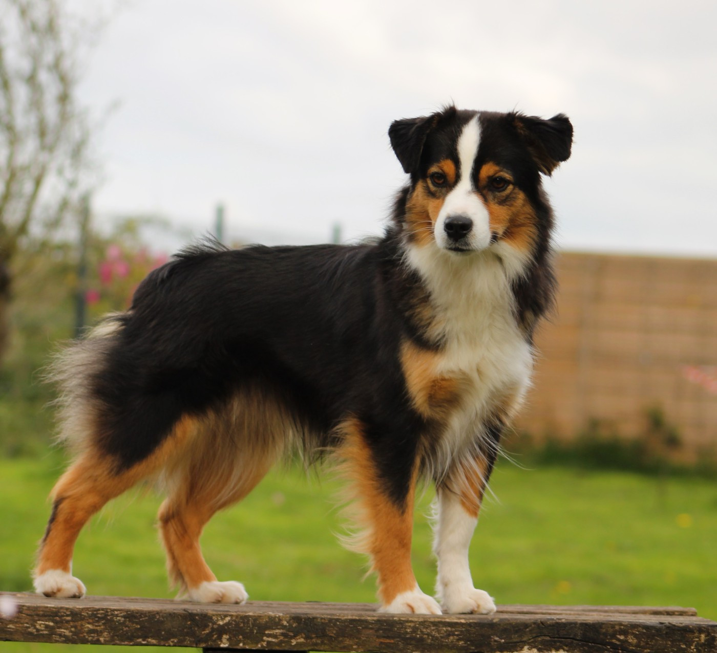 Publication : Des Bergers D'eden Auteur : Bergers d'Eden