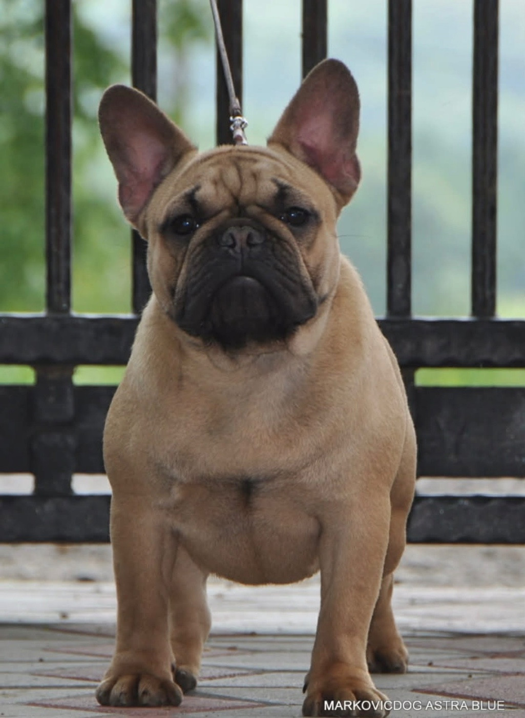 Publication : Of The Peaky's French-House 