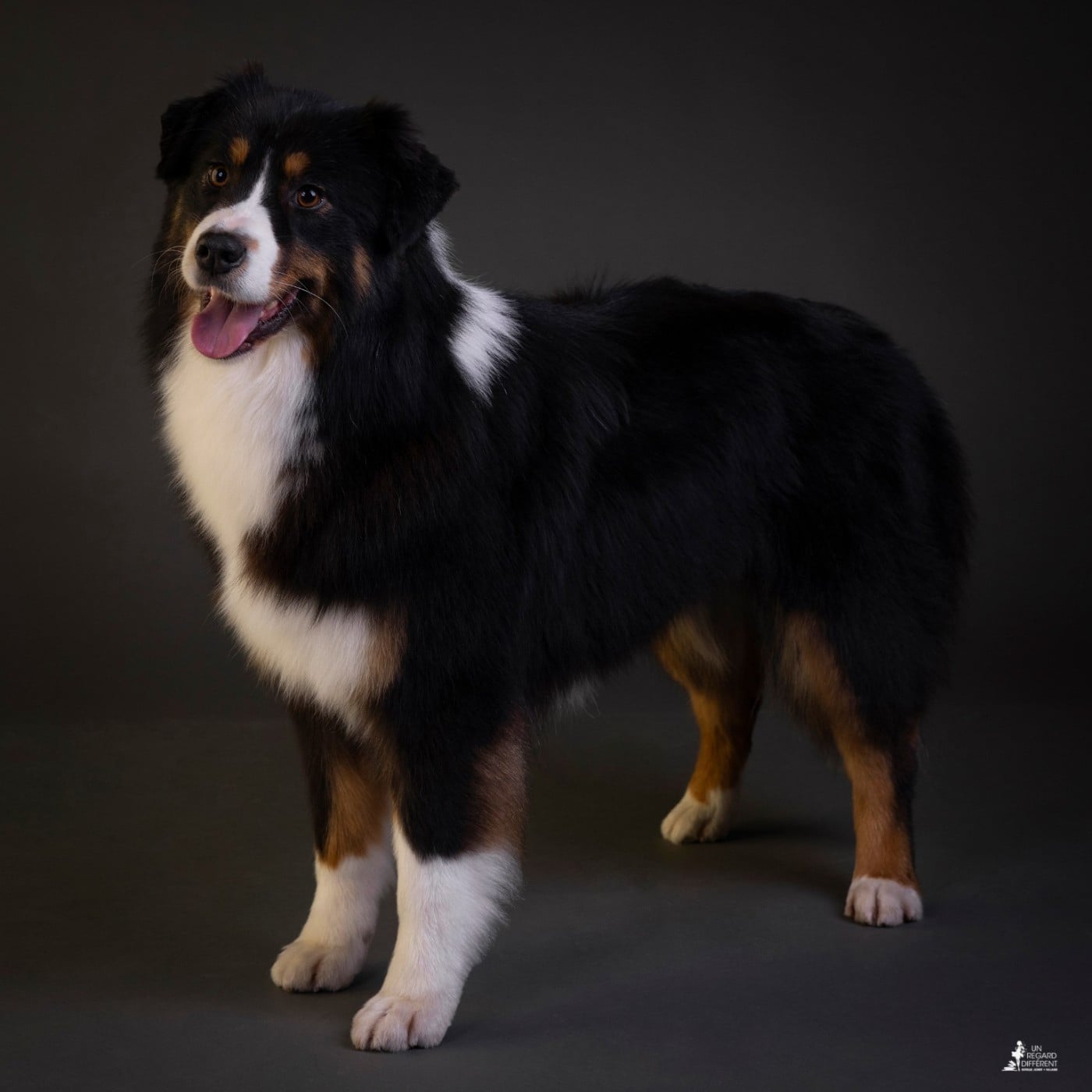 Publication : by activ dog normandy 