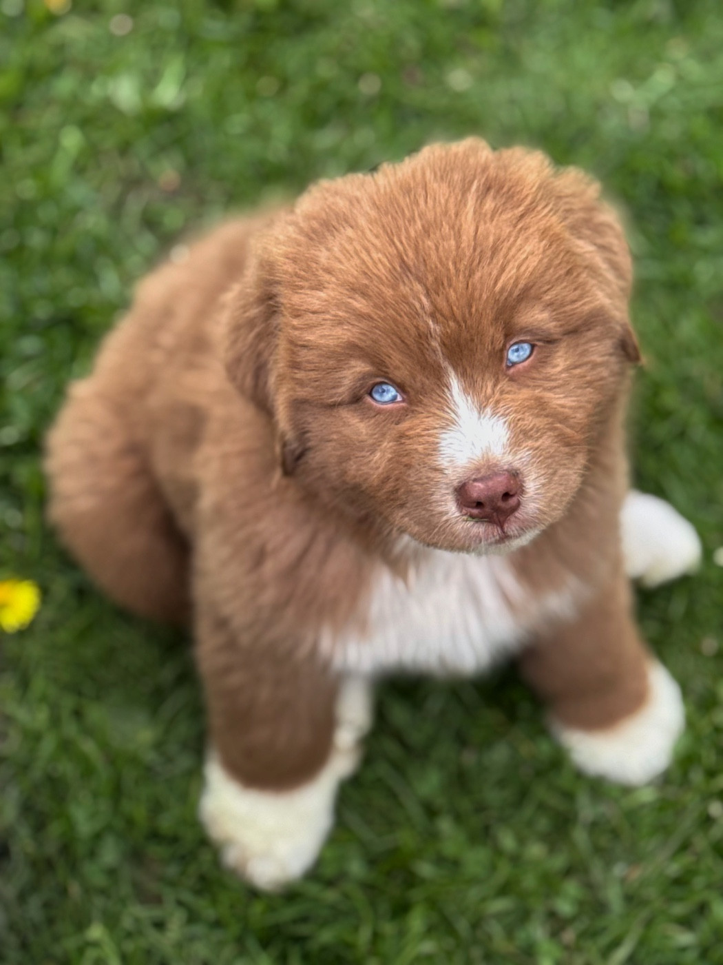 Publication : Aux Mille éclats D'Aphrodite 