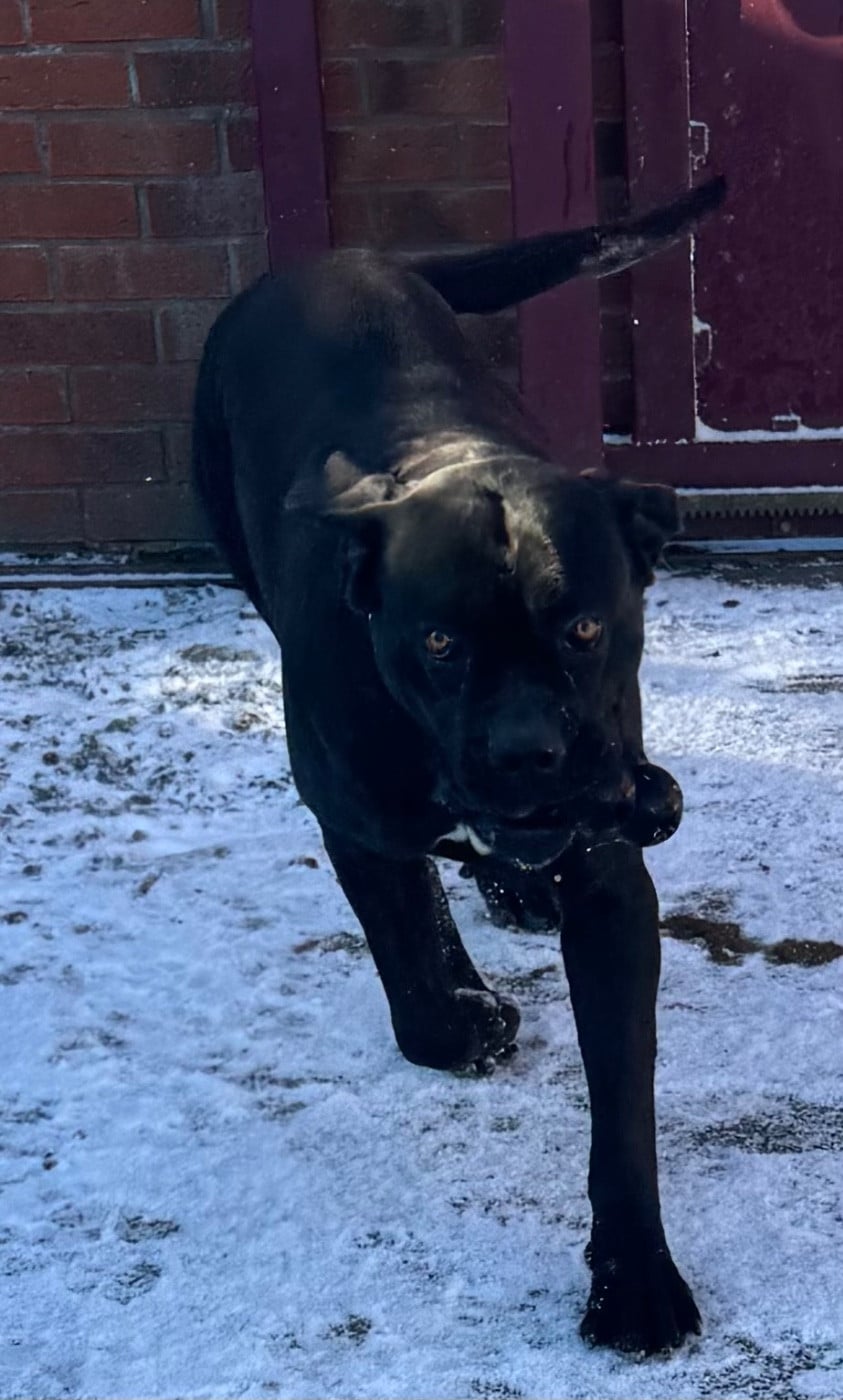 Publication : Des Quatre Pattes De La Sensée 