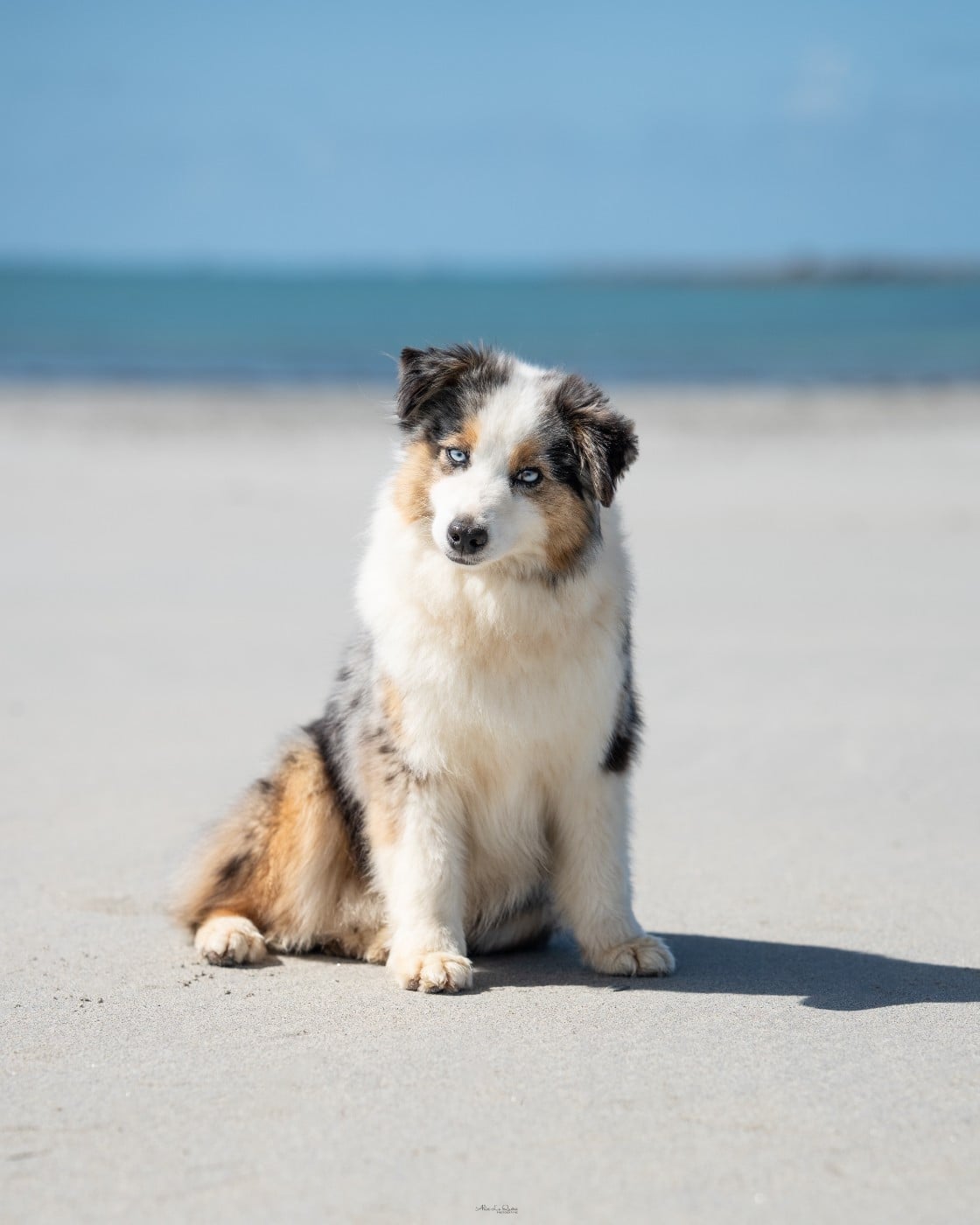 Unexpected Love Of Little Blue Stars