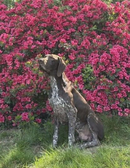 Publication : du vallon de Beaudini Auteur : Jérôme DI CIACCA