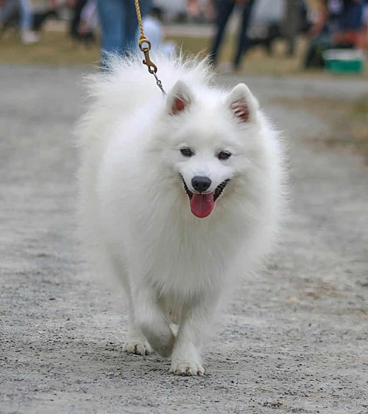 Publication : Of Fantasia Lover Land Auteur : Of fantasia lover land