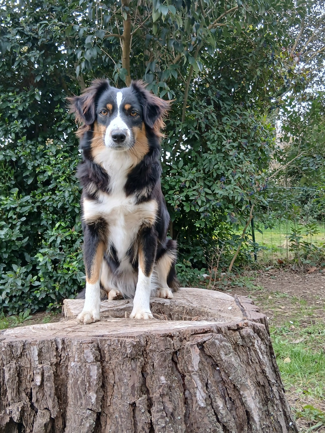 Vicky Des Trésors Du Sud
