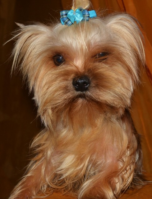 Publication : of Meadow Cottage Auteur : Isabelle Sarocchi