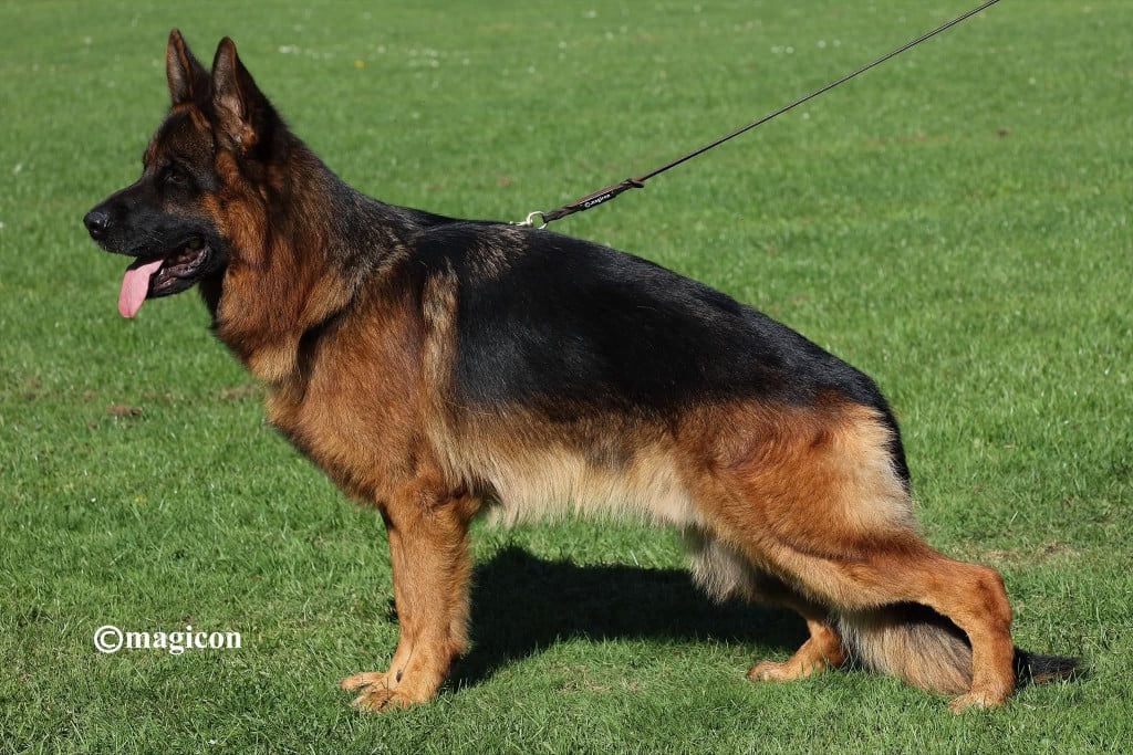 Publication : Du Buisson Chardin 