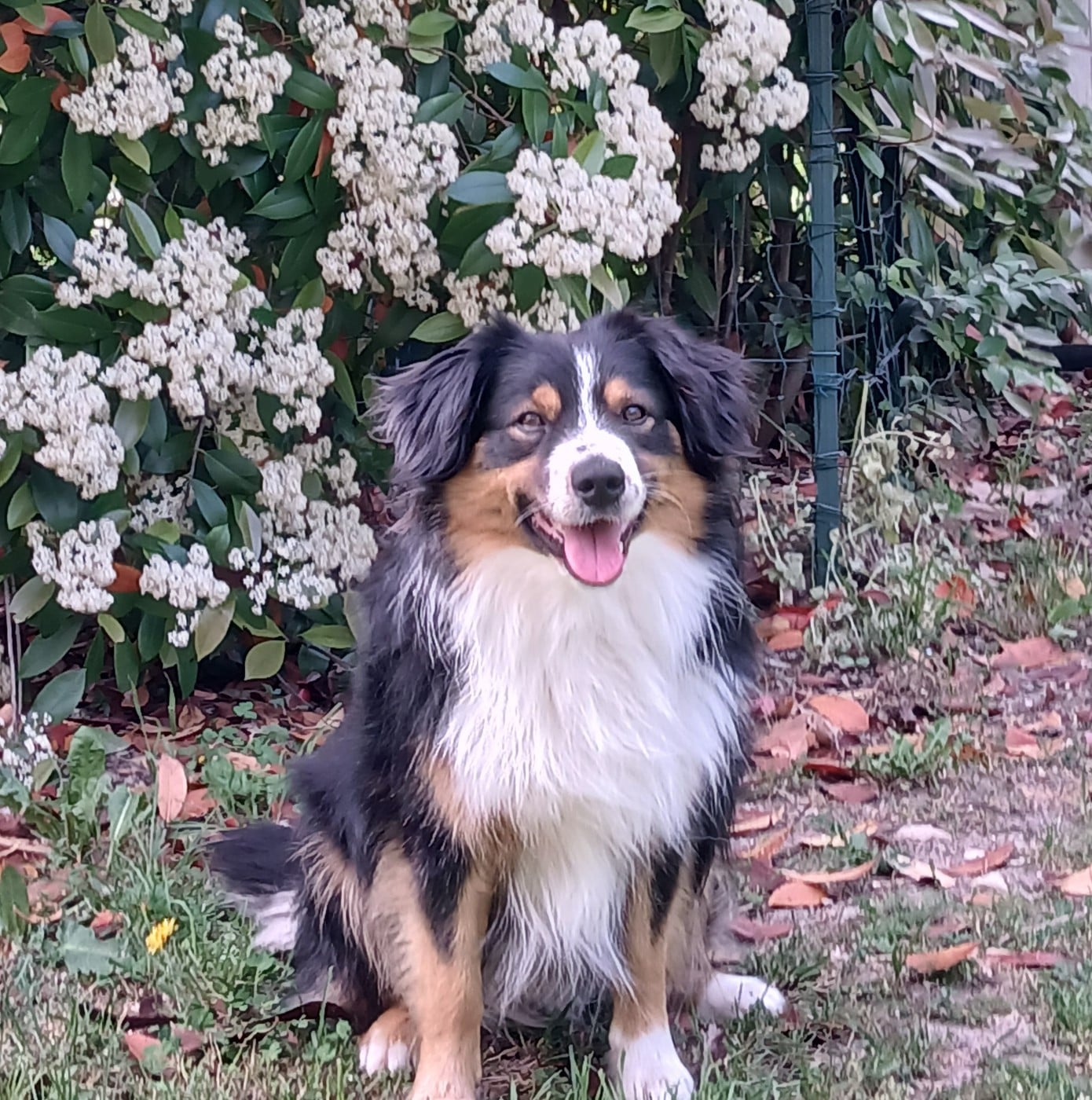 Voltaire des Gardians des Fiolles