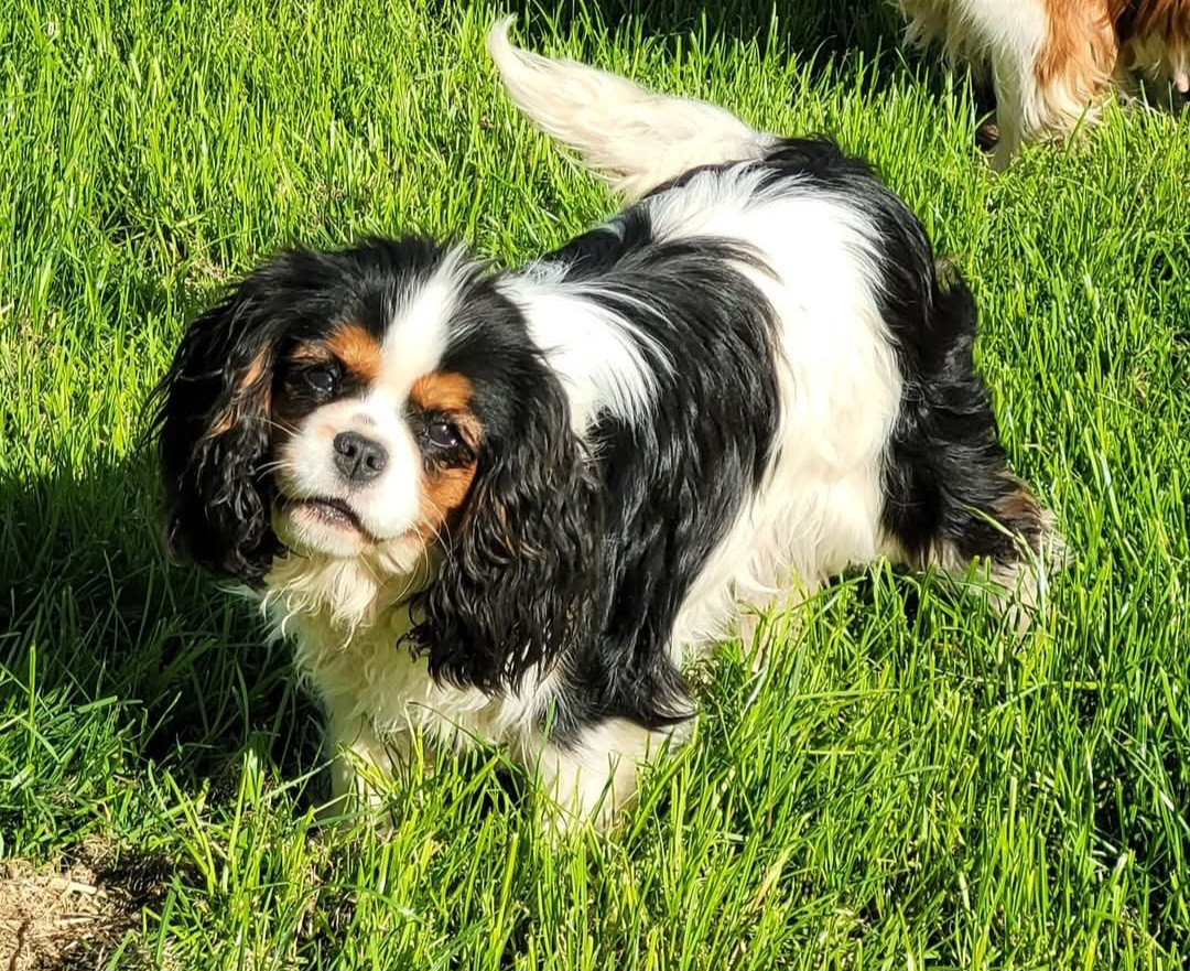 Publication : Du Millésime Champenois 