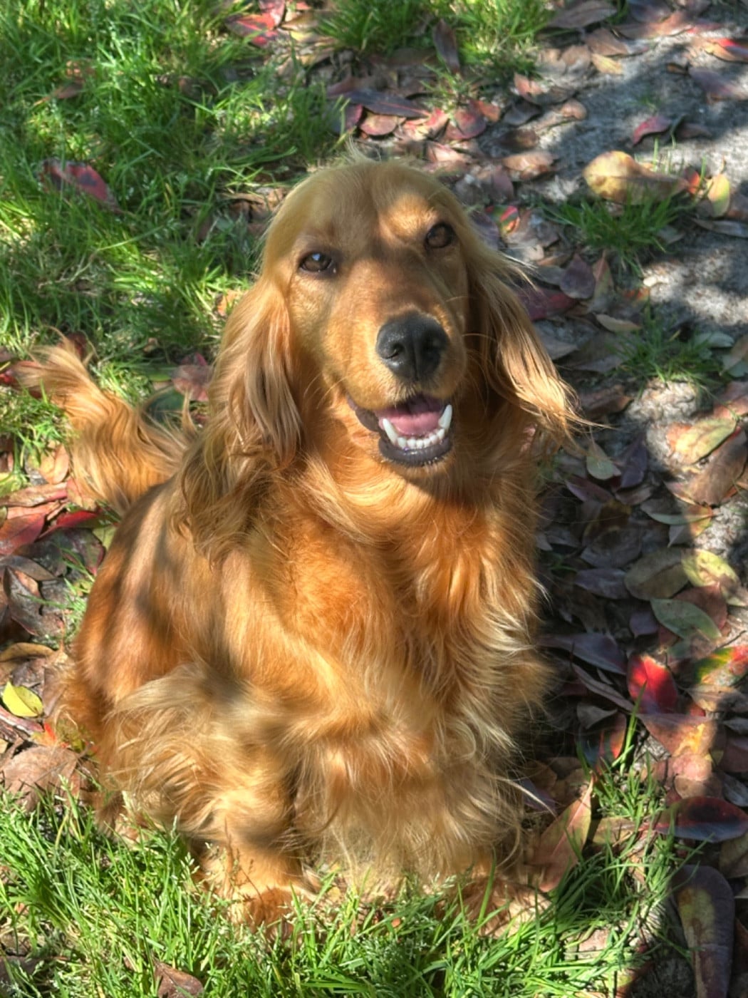 Publication : De sandie landes Auteur : SEMONIN SANDRINE