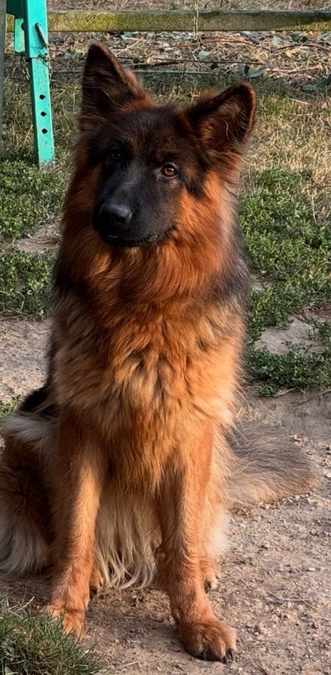 Publication : Du Clos De Bevell 