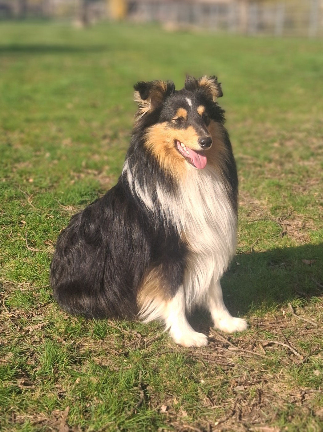 Publication : Du Vent De La Harpiniere 