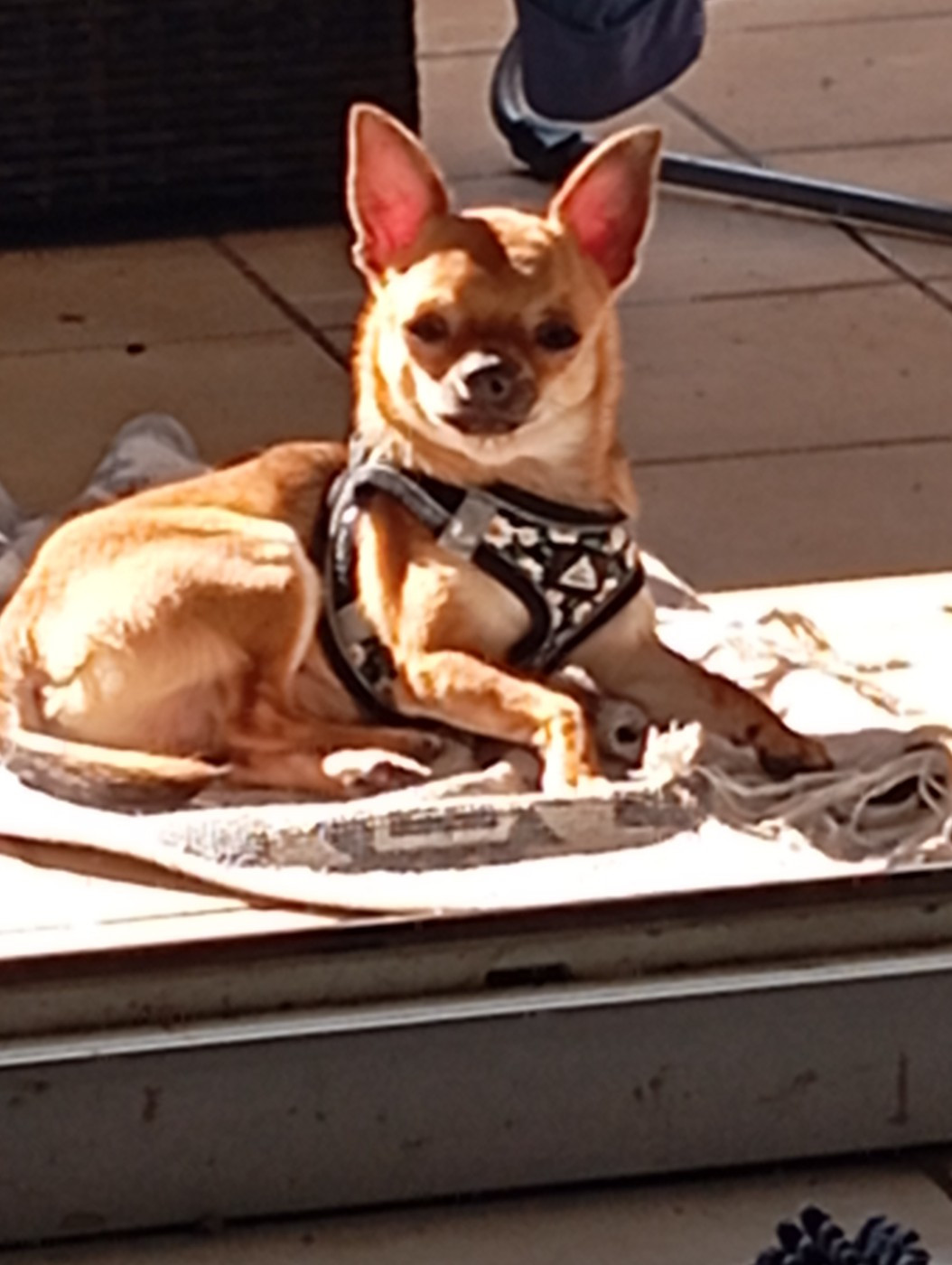 Publication : De L'Aurore Des Francyols Auteur : Patricia Viaud