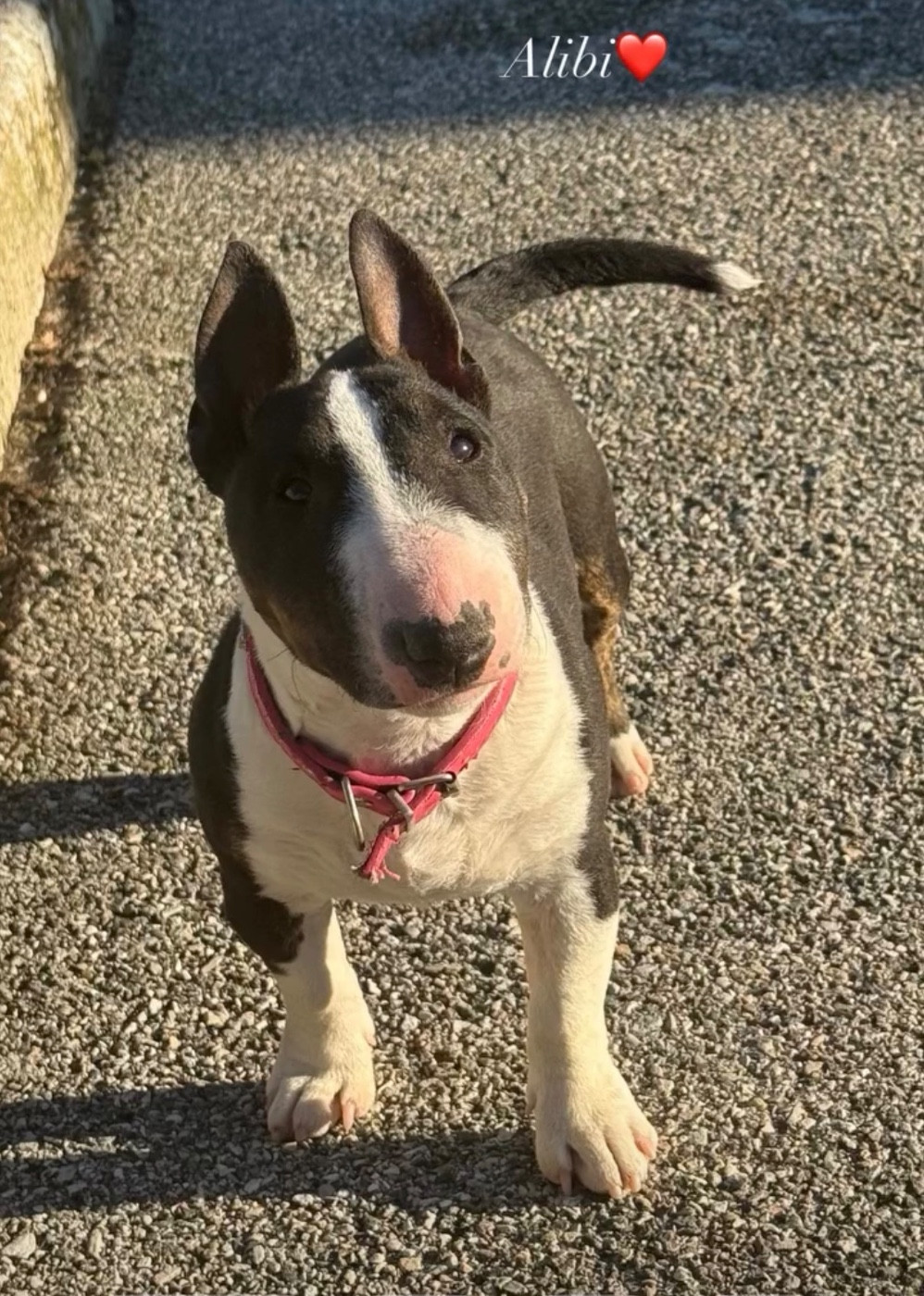 Publication : Du Royaume Du Wakanda 