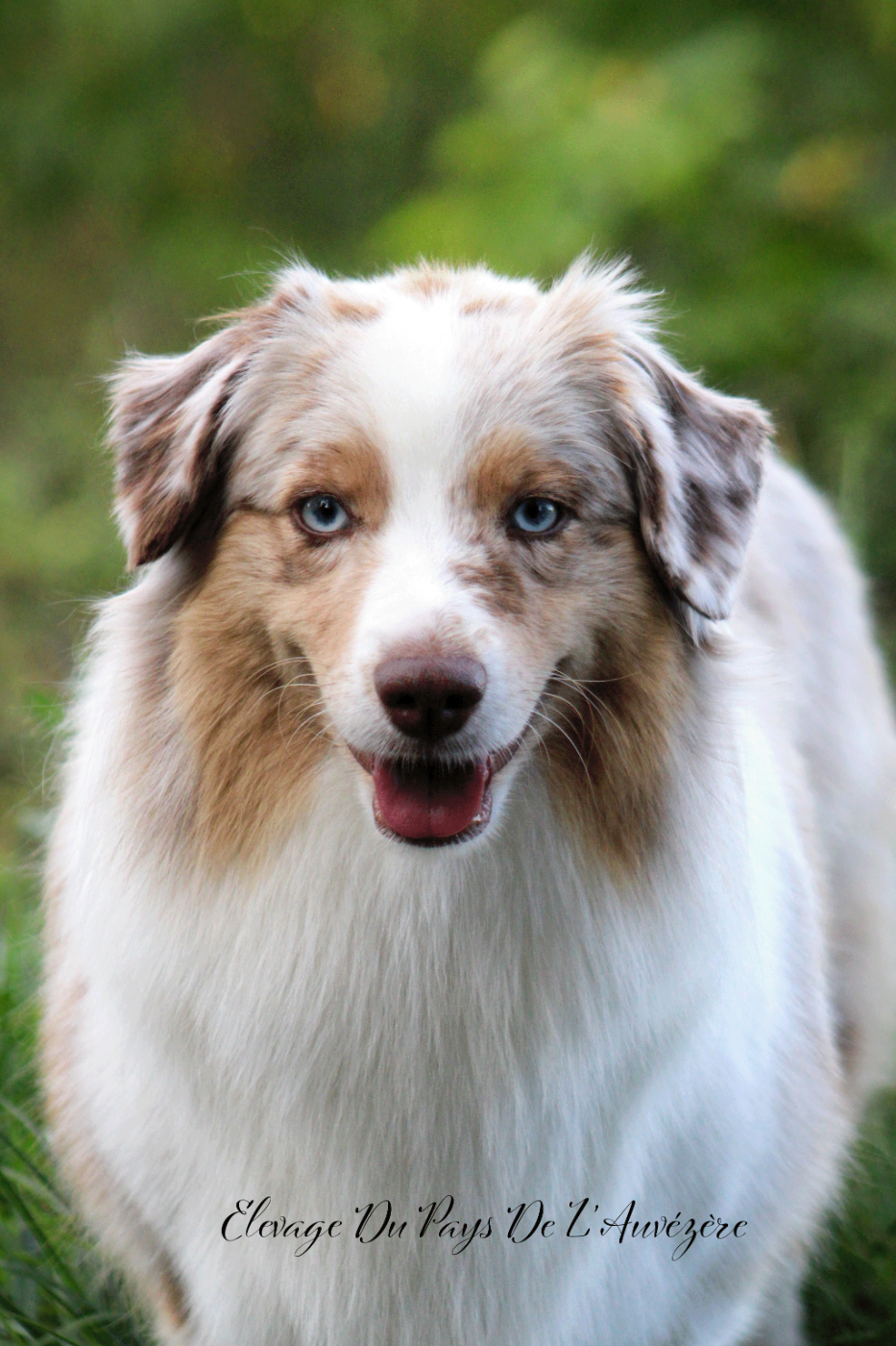 Publication : du Pays de l'Auvézère 