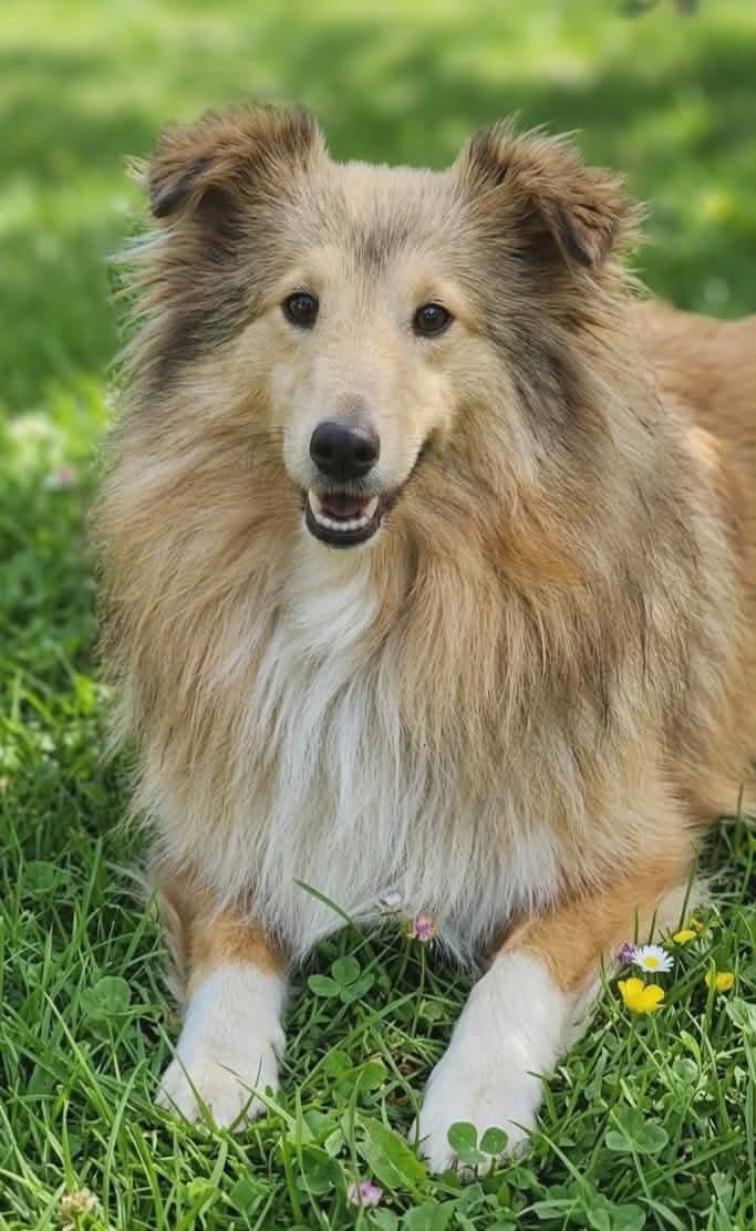 Publication : de l'Angelarde 