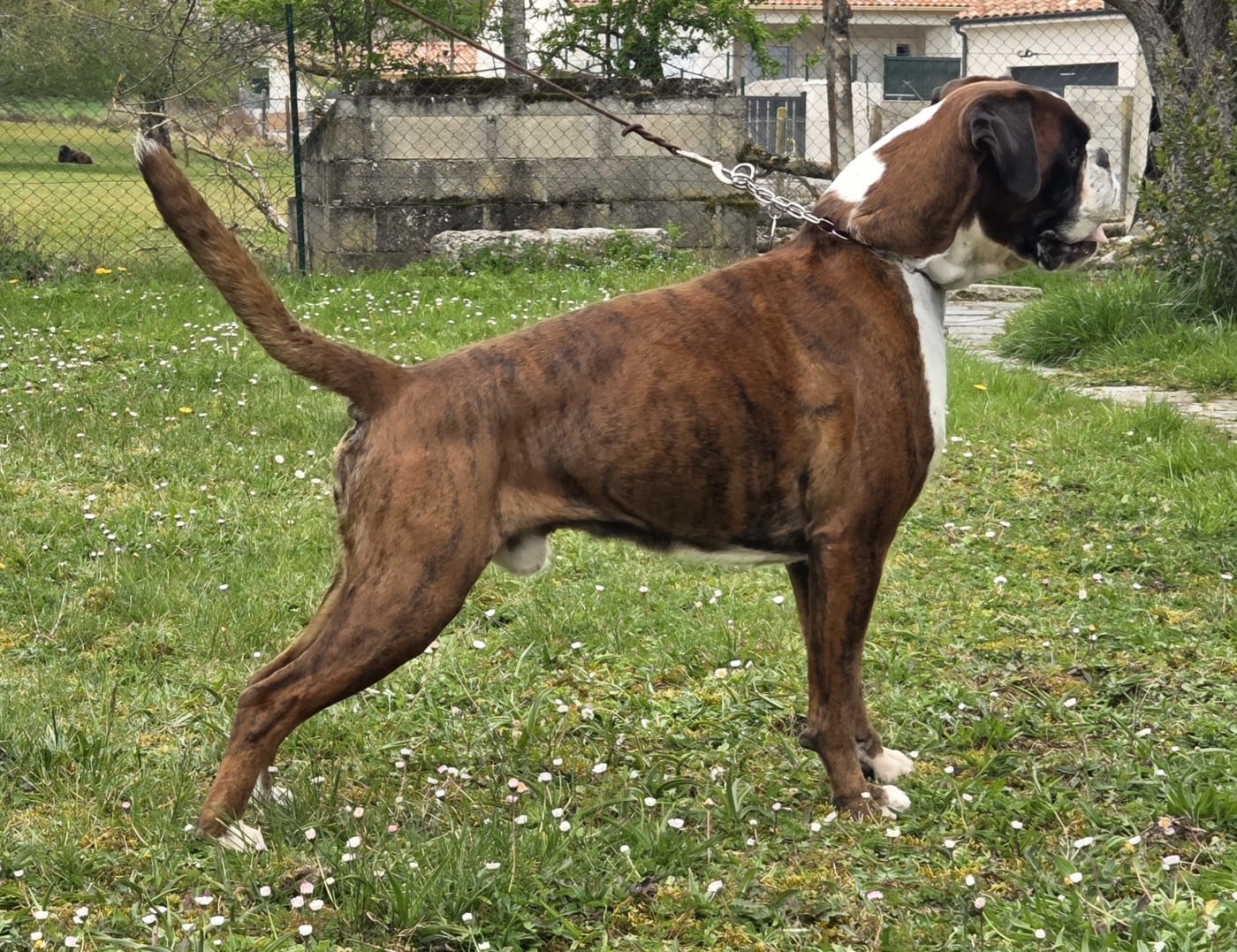 CH. Nando du Val D'Europe