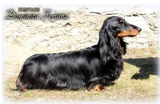 huntaks Dominica fortuna